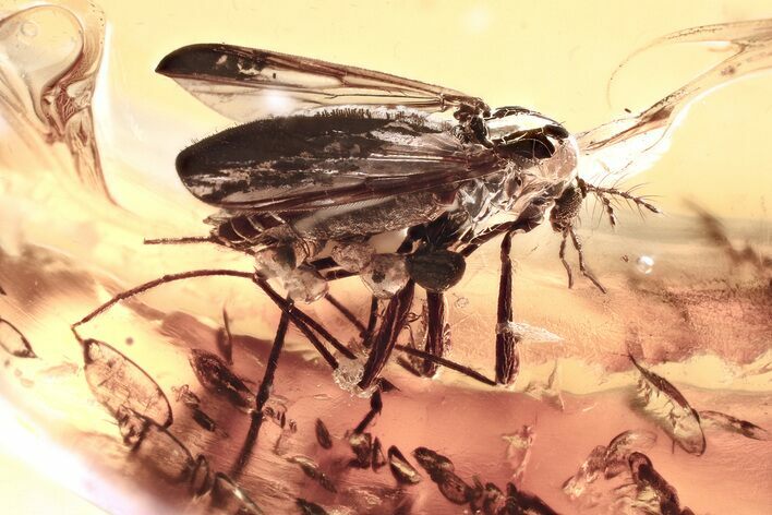 Detailed Fossil True Midge (Chironomidae) in Baltic Amber #367401